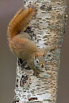 American red squirrel (Tamiasciurus hudsonicus) on tree trunk,  Acadia National Park, Maine, USA.