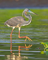 Tricolored heron (Egretta tricolor) walking in water, Everglades National Park, Florida, USA. March.