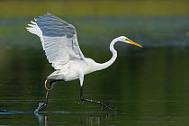 Great egret (Ardea alba) taking off, running across the water, Myakka River State Park, Florida, USA. March.