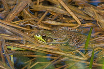 Green frog (Lithobates clamitans). Acadia National Park, Maine, USA. May.