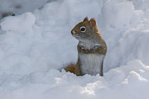 American red squirrel (Tamiasciurus hudsonicus) in snow, Acadia National Park, Maine, USA. February.