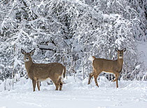 White-tailed deer (Odocoileus virginianus) in winter, Acadia National Park, Maine, USA. February.