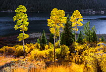 Sun illuminating Aspen trees on Green River Lakes, Bridger Wilderness, Bridger national Forest, Wyoming, USA. September 2015.