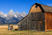 Teton range and barn on Thomas Murphy Homestead, Grand Teton National Park, Wyoming, USA. September 2105.