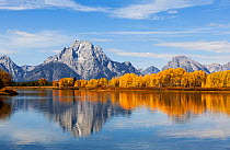 Aspen trees and Mount Moran from Ox Bow Bend on Snake River, Grand Teton National Park, Wyoming, USA. September 2015.