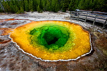 Morning Glory Pool in Upper Geyser Basin, Yellowstone National Park, Wyoming, USA. September 2015. The pool has changed from its original blue colour to green due to tourists throwing rocks, pennies a...