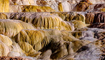 Terraces at Mammoth Hot Springs, Yellowstone National Park, Wyoming, USA. September 2015.