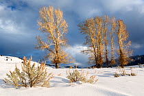 Winter with Cottonwood trees (Populus deltoides)  Lamar Valley, Yellowstone National Park, Wyoming, USA. Januray 2016.
