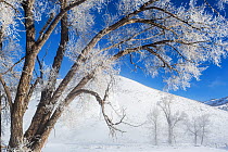 Frosted Cottonwood trees (Populus deltoides) at Buffalo Ranch, Lamar Valley, Yellowstone National Park, Wyoming, USA. February 2016.