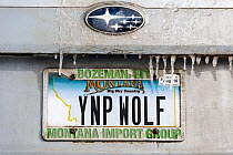 Vehicle license plate, YNP WOLF,  of a wolf watcher in Yellowstone National Park, Wyoming, USA.