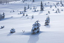 Snow covered trees in clear cut near Windy Pass in Mount Baker-Snoqualmie National Forest, Washington, USA. January 2016.