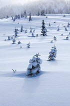 Snow covered trees in clear cut near Windy Pass, Mount Baker-Snoqualmie National Forest, Washington, USA. January 2016.