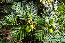 Breadfruit tree (Artocarpus altilis) Tobago, Caribbean.