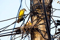 Tropical kingbird (Tyrannus melancholicus) female at nest on telephone pole, Tobago, West Indies.