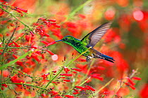 Copper-rumped hummingbird (Saucerottia tobaci) feeding, Tobago, West Indies.