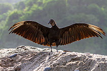 American black vulture (Coragpys atratus) taking sunbath, Trinidad, West Indies.