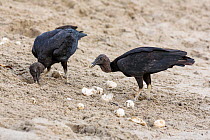 American black vultures (Coragyps atratus) feeding on turtle eggs, Trinidad, West Indies.