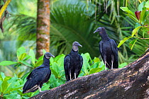 Black Vultures (Coragyps atratus) Trinidad, West Indies.