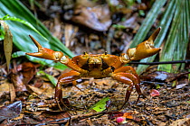 Land crab in defensive postur rainforest, . Gilpin trail, Tobago, West Indies, Caribbean.