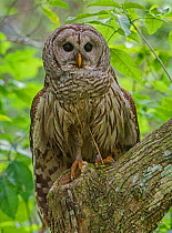 Barred Owl (Strix varia) perched, Corkscrew Swamp Audubon Sanctuary, Florida, USA, March.