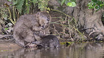 Showreel of Eurasian beaver (Castor fiber) material from Nick Upton, River Otter, Devon, UK, July. Part of Devon Wildlife Trust's Devon Beaver Trial.