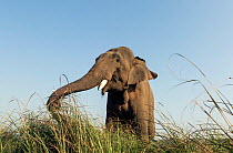 Asiatic elephant (Elephas maximus), low angle view of male, Jim Corbett National Park, India.