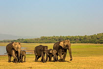 Asiatic elephant (Elephas maximus), family coming out of lake after drinking and bathing, Jim Corbett National Park, India.