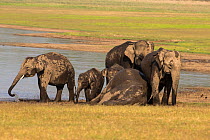Asiatic elephant (Elephas maximus), family drinking water and bathing, Jim Corbett National Park, India.
