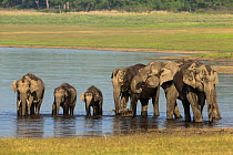 Asiatic elephant (Elephas maximus), family drinking water and bathing, Jim Corbett National Park, India.