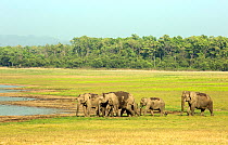 Asiatic elephant (Elephas maximus), herd approaching lake for drinking water. Jim Corbett National Park, India.
