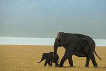 Asiatic elephant (Elephas maximus) mother and calf passing walking over grassland. Jim Corbett National Park, India.