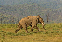 Asiatic elephant (Elephas maximus) male aggressively walking towards rival male. Jim Corbett National Park, India.