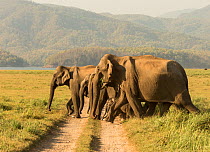 Asiatic elephant (Elephas maximus), herd crossing track heading towards lake. Jim Corbett National Park, India.