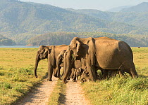 Asiatic elephant (Elephas maximus), herd crossing  track heading towards lake. Jim Corbett National Park, India.
