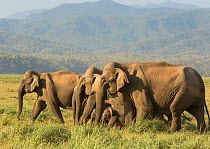 Asiatic elephant (Elephas maximus), herd feeding on grass. Jim Corbett National Park, India.