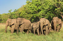 Asiatic elephant (Elephas maximus), herd feeding on grass, with calves guarded in middle. Jim Corbett National Park, India.