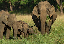 Asiatic elephant (Elephas maximus), herd feeding on grass, with calf is well protected in middle. Jim Corbett National Park, India.