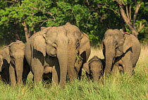 Asiatic elephant (Elephas maximus), herd feeding on grass, with calf is well protected in middle. Jim Corbett National Park, India.