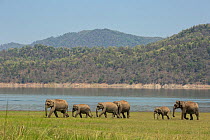 Asiatic elephant (Elephas maximus), herd approaching lake to drink water. Jim Corbett National Park, India.