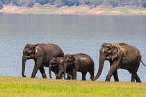 Asiatic elephant (Elephas maximus), family coming out of lake after drinking and bathing. Jim Corbett National Park, India.