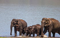 Asiatic elephant (Elephas maximus), family coming out of lake after drinking and bathing. Jim Corbett National Park, India.