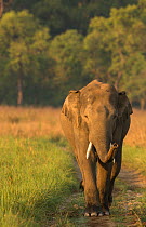 Asiatic elephant (Elephas maximus) male sniffing air while walking on forest track. Jim Corbett National Park, India.