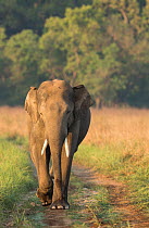 Asiatic elephant (Elephas maximus) male sniffing air while walking on forest track. Jim Corbett National Park, India.