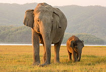 Asiatic elephant (Elephas maximus) calf walking along mother. Jim Corbett National Park, India.