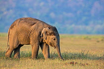 Asiatic elephant (Elephas maximus), young calf feeding on grass, Jim Corbett National Park, India.