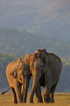 Asiatic elephant (Elephas maximus) male calf feeding along with mother, Jim Corbett National Park, India.