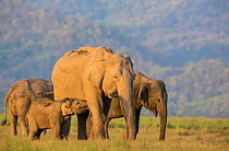 Asiatic elephant (Elephas maximus), calf suckling while family feeds on grass. Jim Corbett National Park, India.