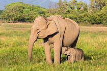 Asiatic elephant (Elephas maximus), calf suckling while mother feeding grass. Jim Corbett National Park, India.