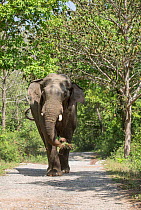 Asiatic elephant (Elephas maximus), male passing through Sal tree forest. Jim Corbett National Park, India.