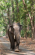 Asiatic elephant (Elephas maximus), male passing through Sal tree forest. Jim Corbett National Park, India.